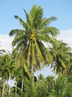 Kokospalmen
